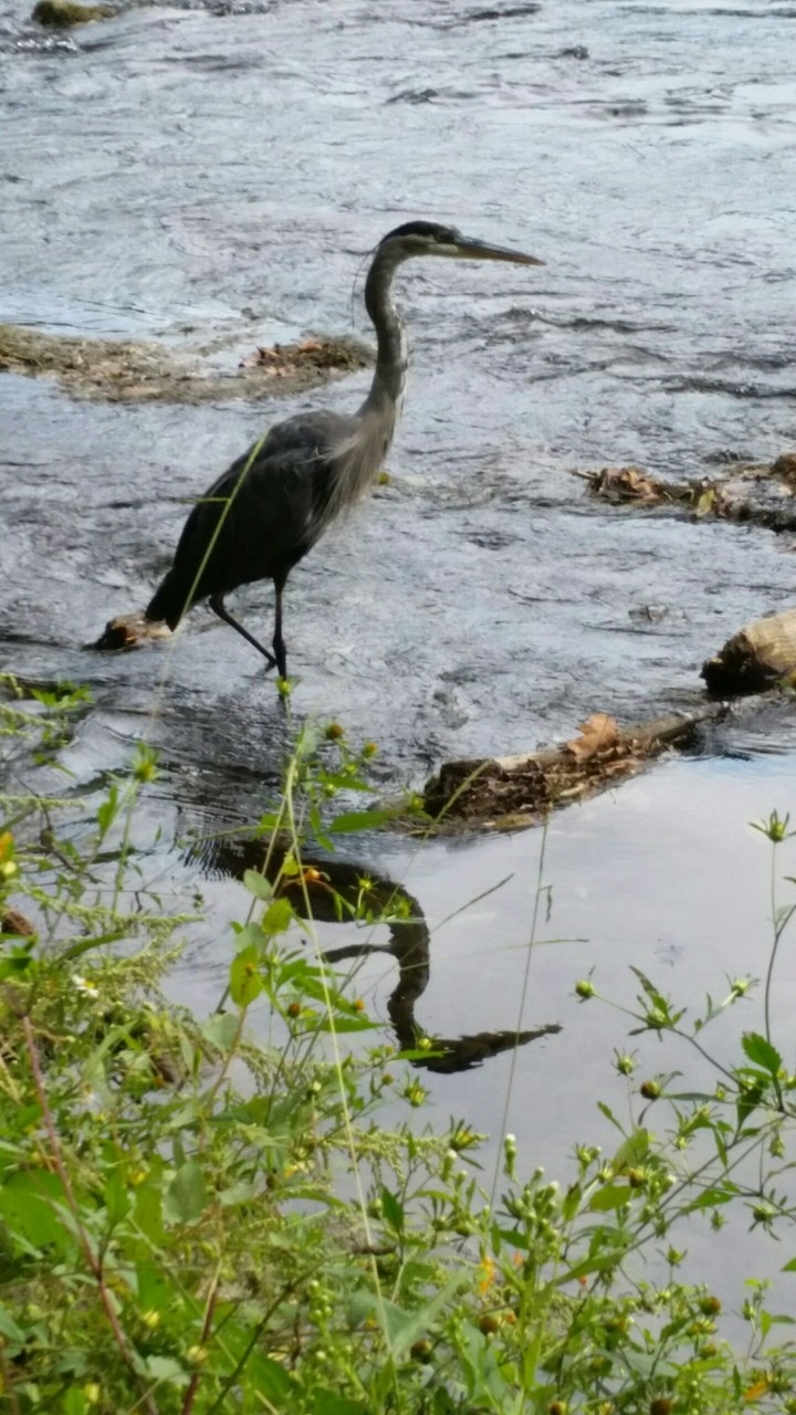 Blue herring