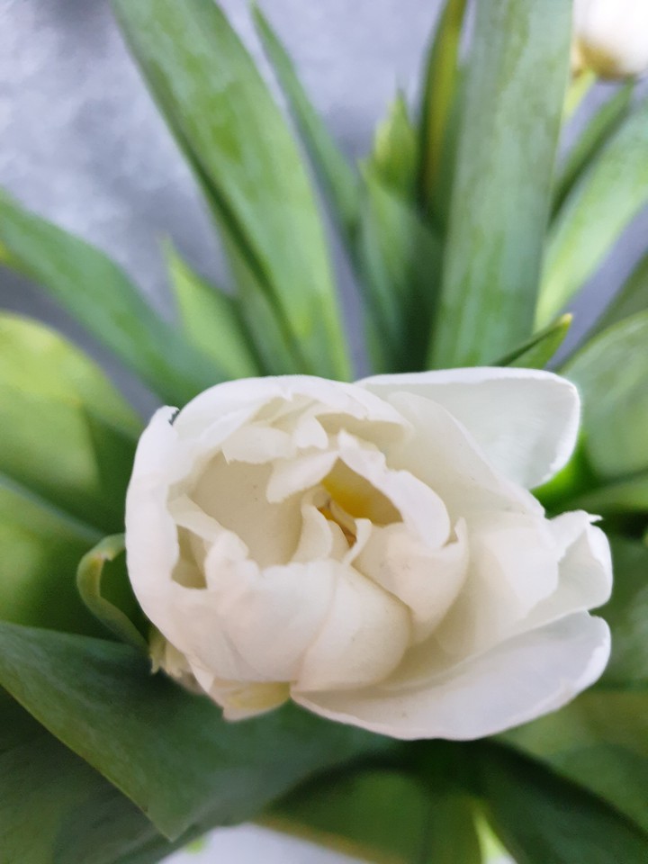 spring