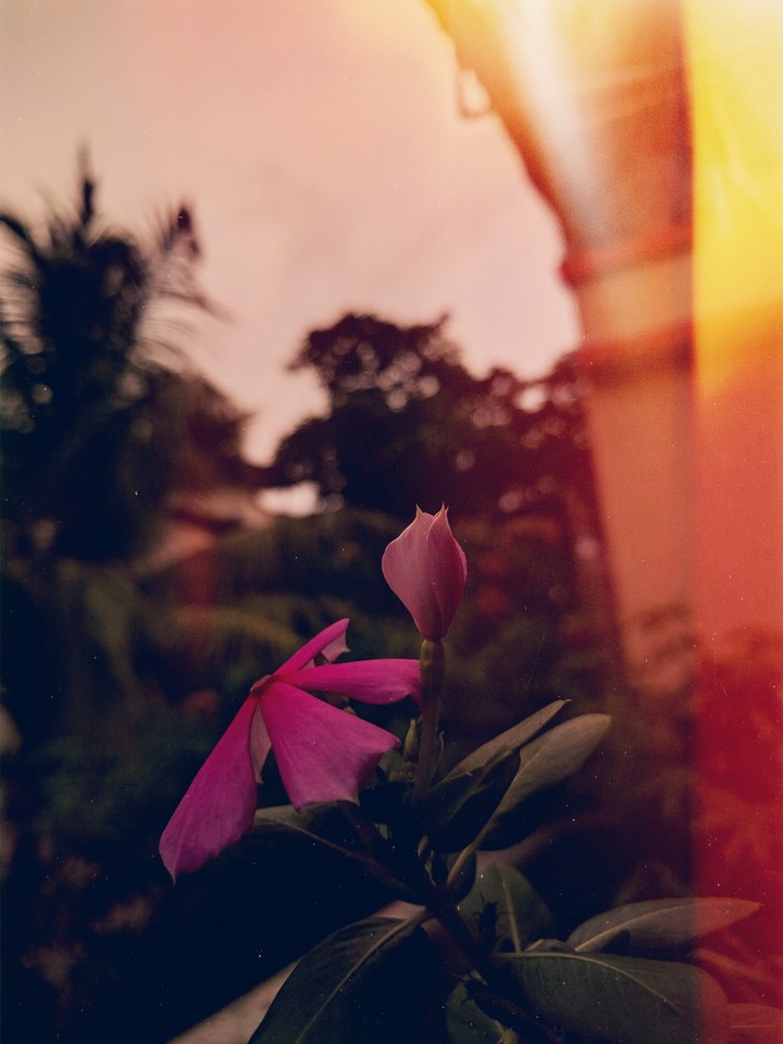 Morning Flower