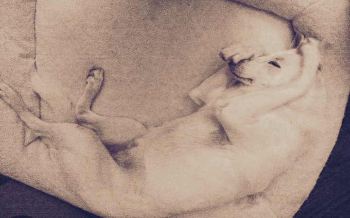 Pure Bliss