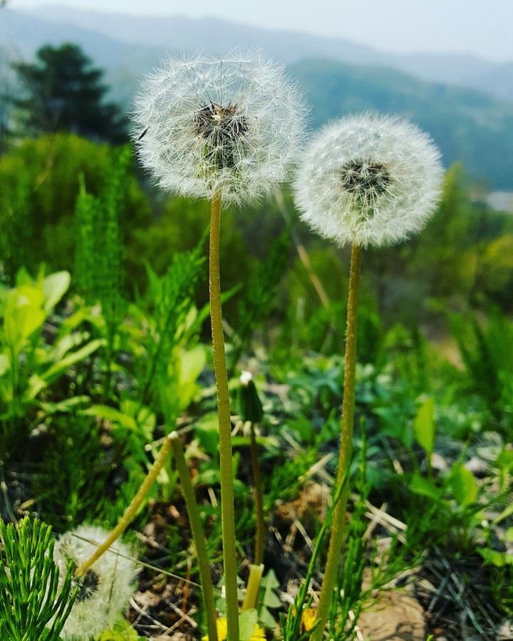 민들레