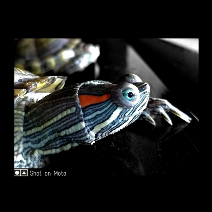 Turtle