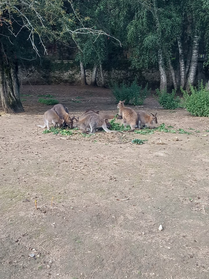 kangourous