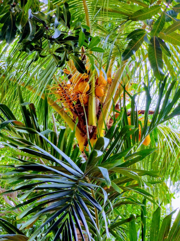#Coconut tree