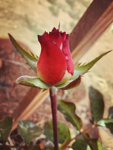 rosa