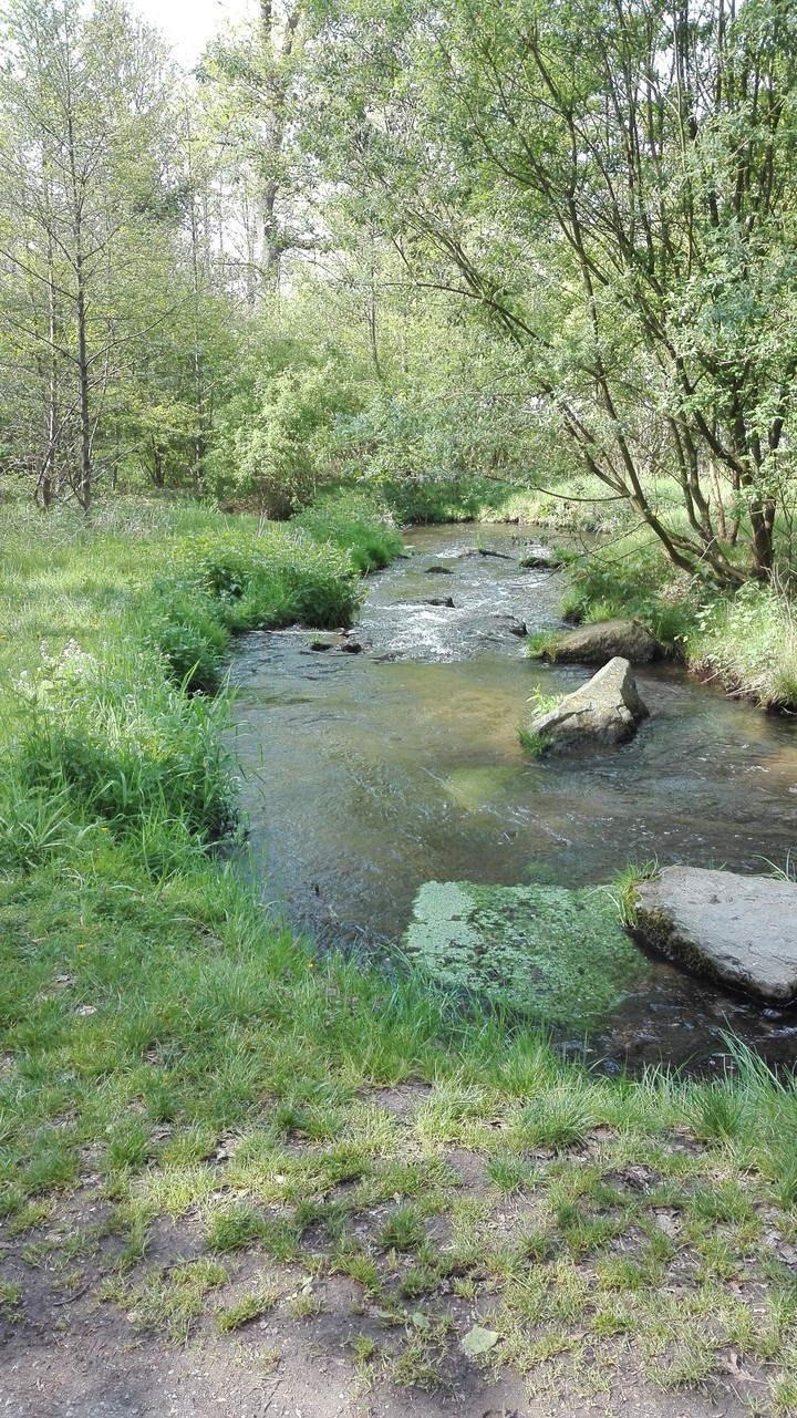 bach im grünen