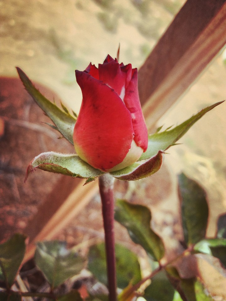 rosa