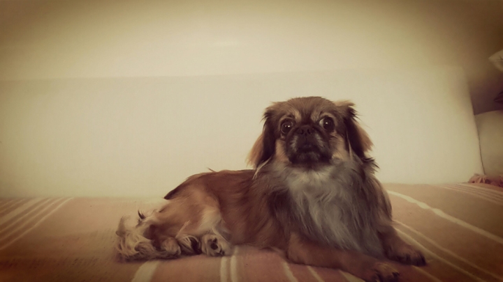 dog. köpek