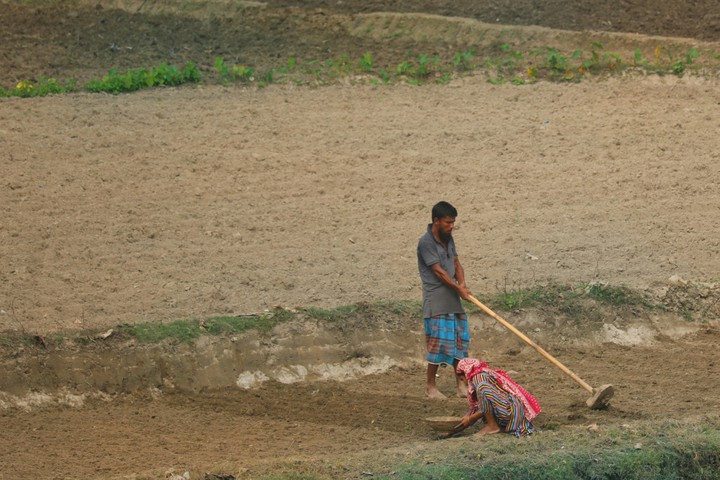 কৃষক