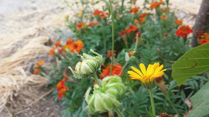 flower