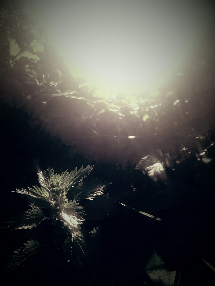 Other Dark Nature