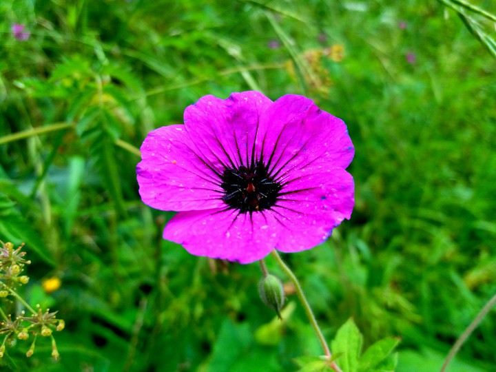 Purple flower