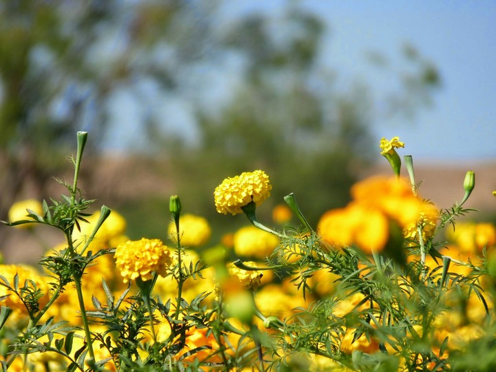 marigold flowers