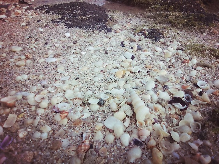 Dead shells but still beautiful