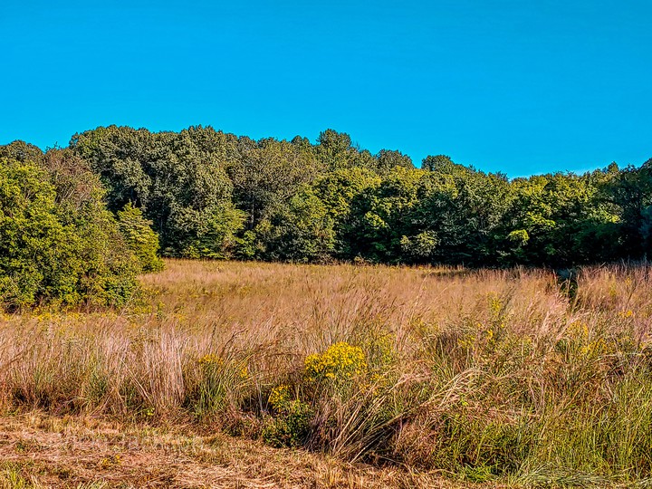 Autumn Field