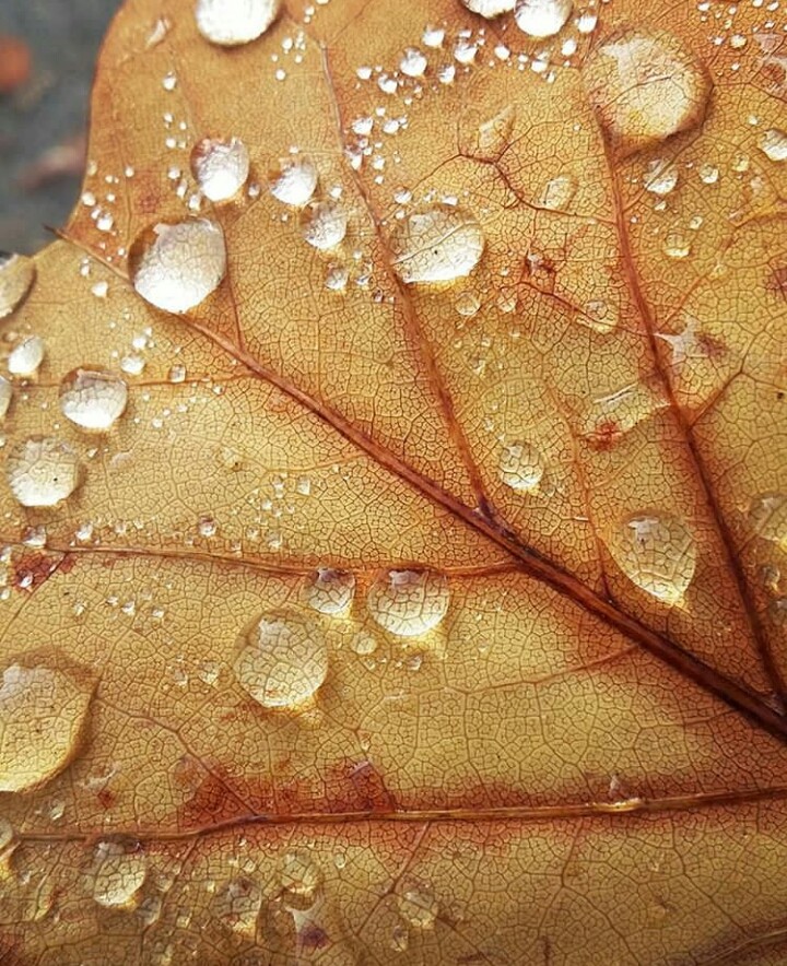 raindrop