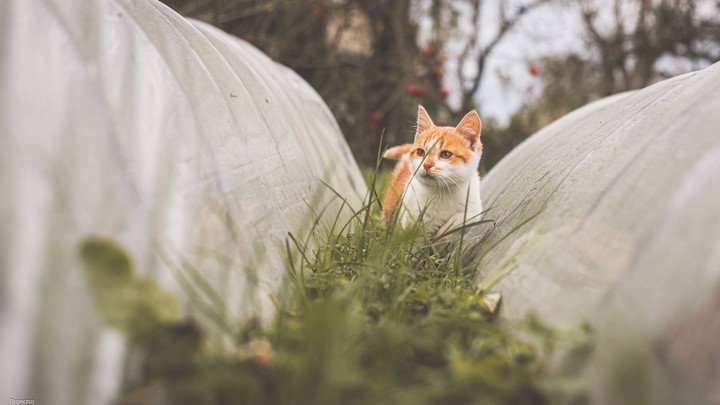 small cat in big world