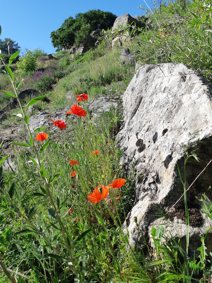 nature