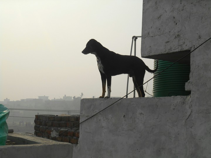 Love u Moti