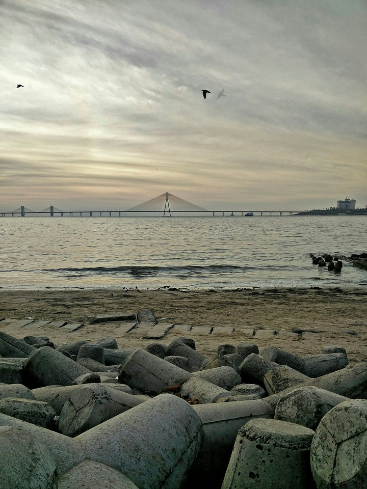 Birds flying high
