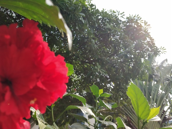 Nature