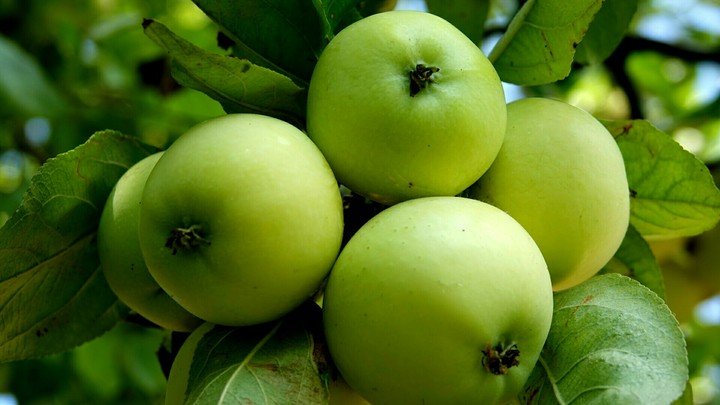 apples