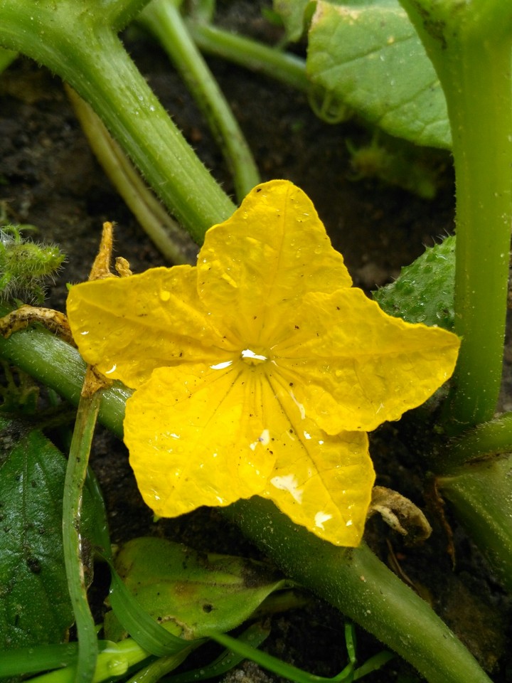 Cucumber Flower
