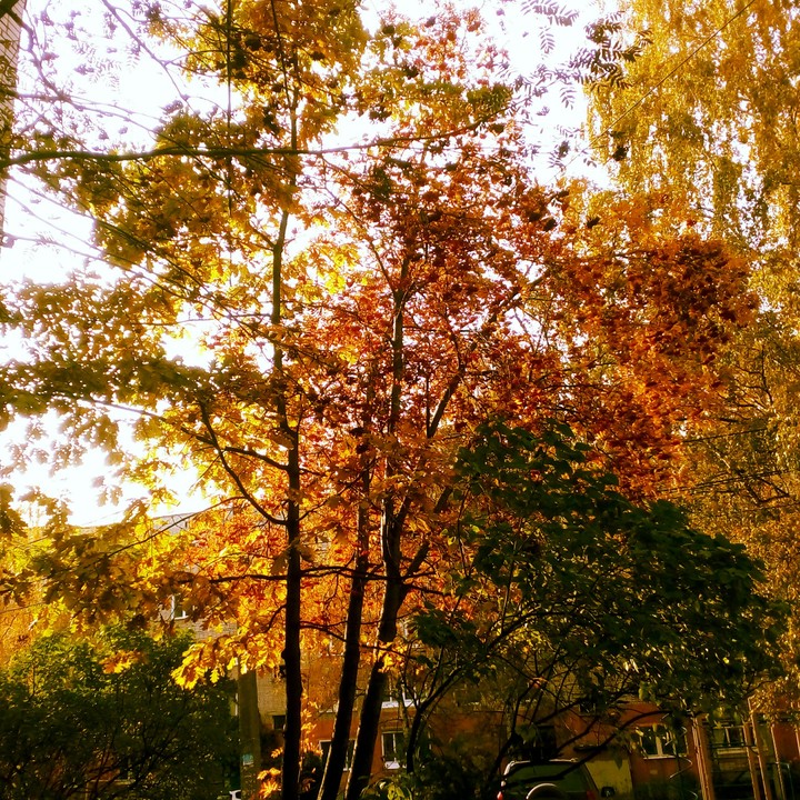 Gold autumn