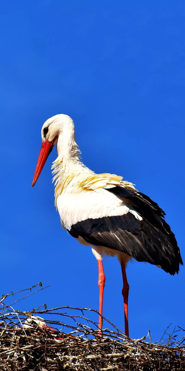 crane