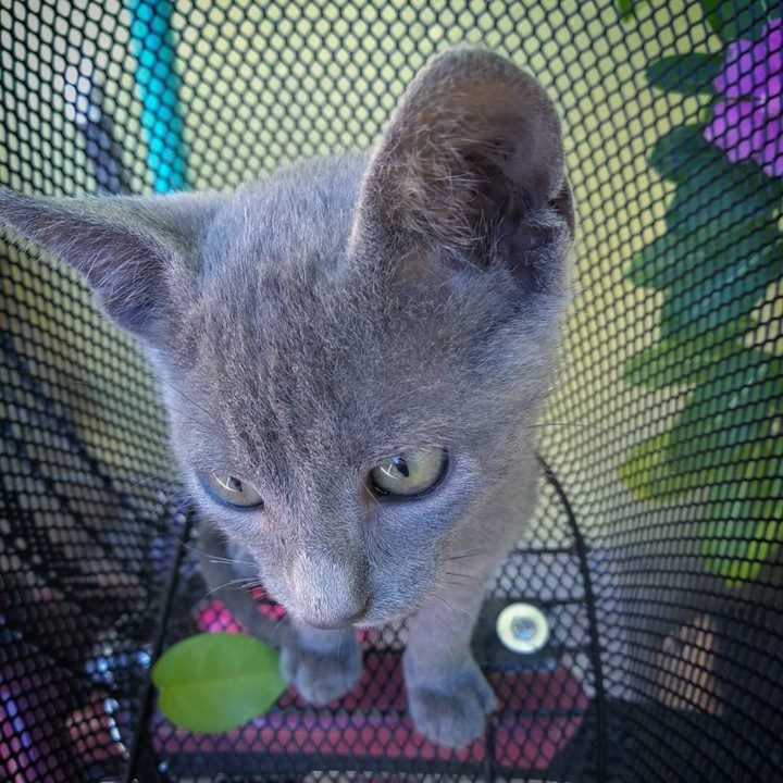 cat