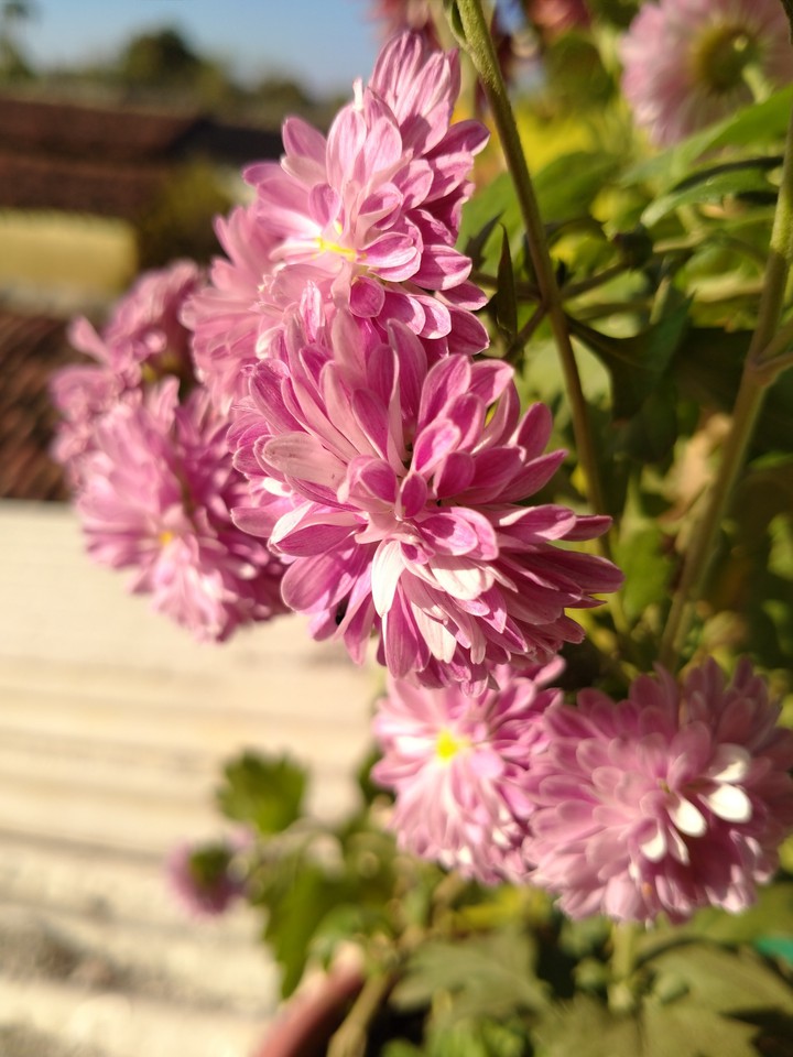 flower