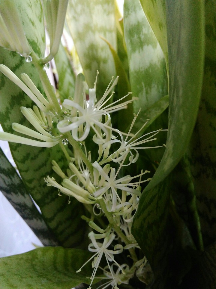 Sansevieria trifasciata