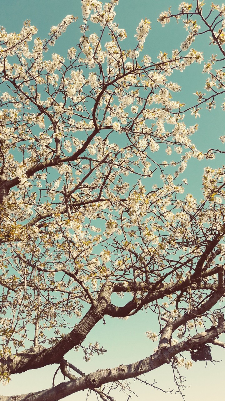 Baumblüte 3