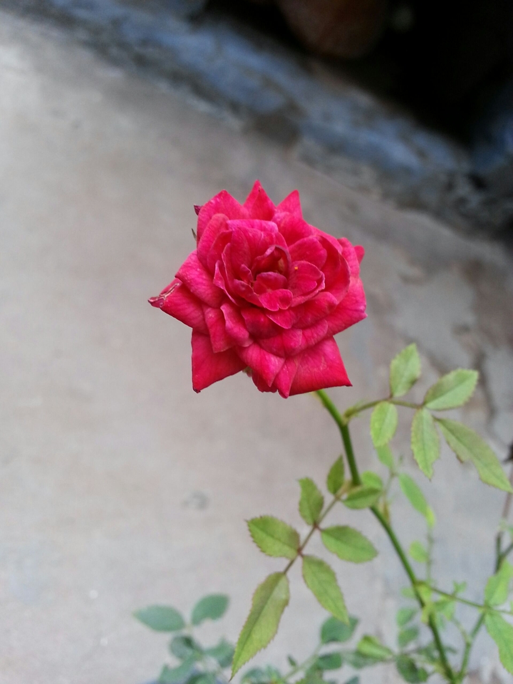 Color Of Love