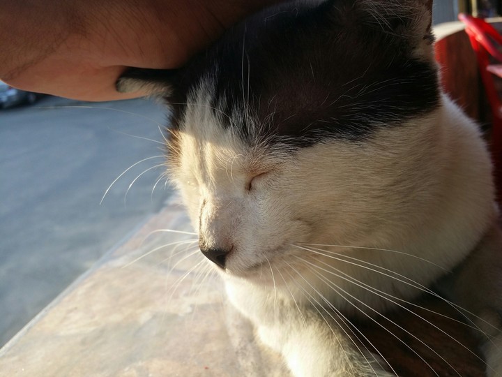 Cats