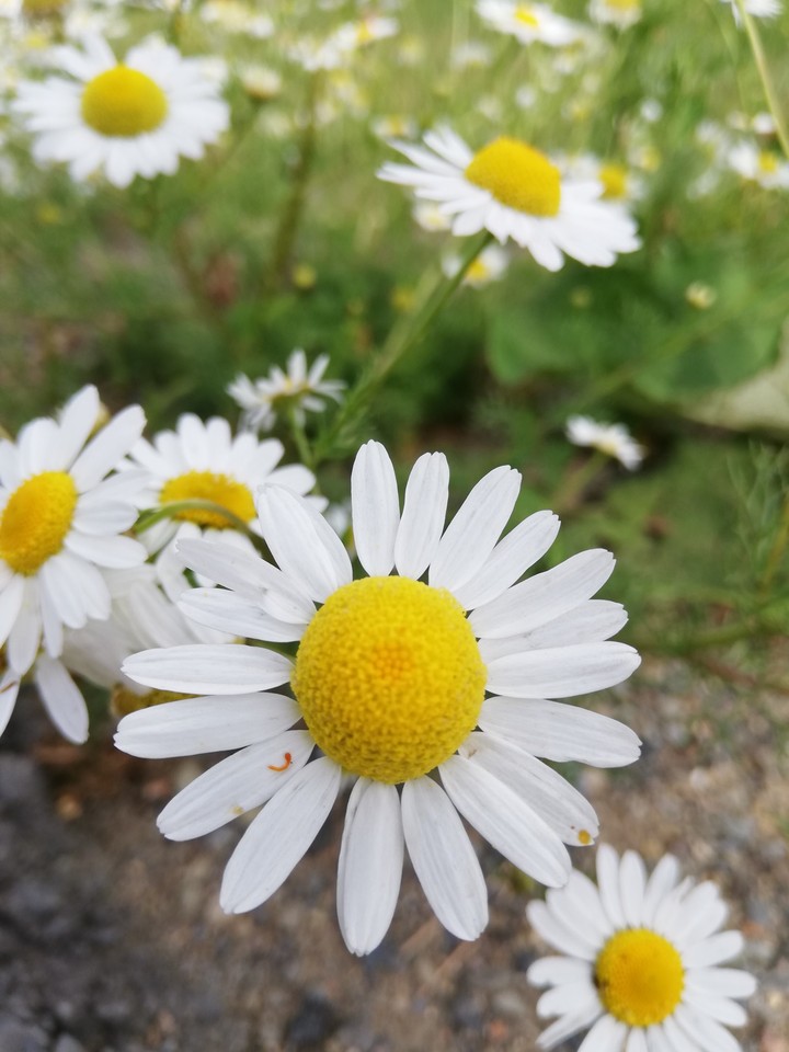 Natural White flower