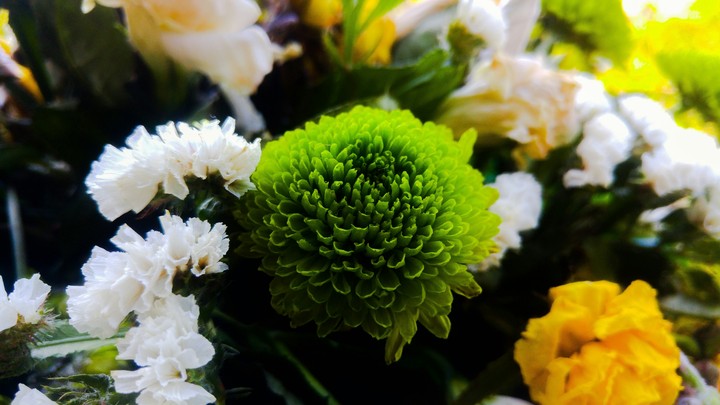flover