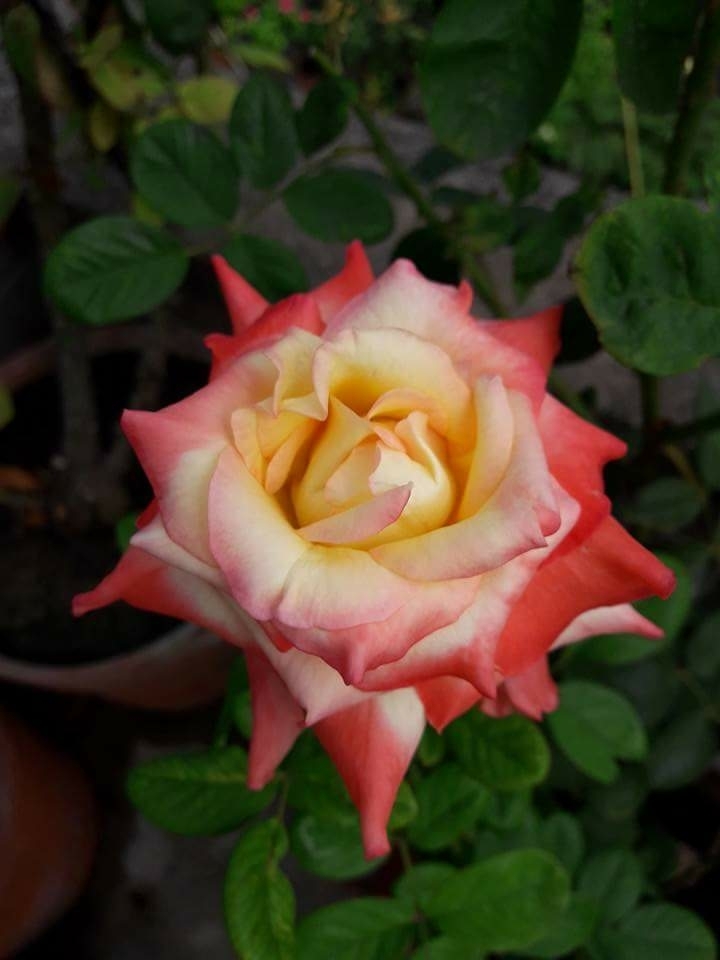 rose