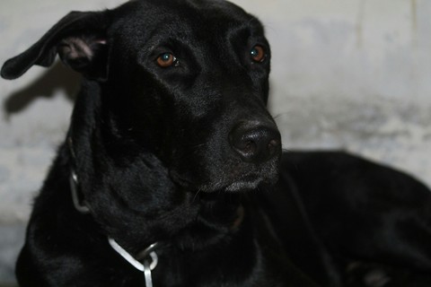 The Dog