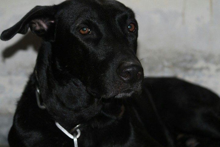 The Dog