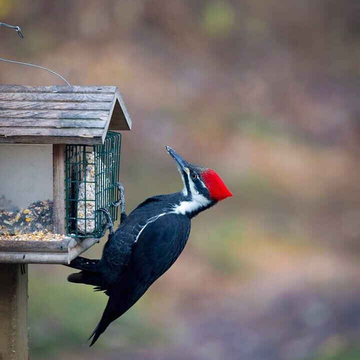 oiseaux...