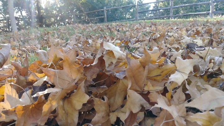 Maple leaves!!