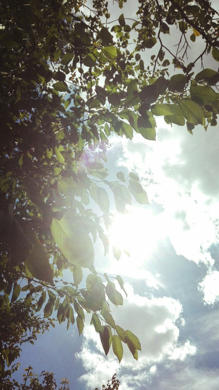 sky-flower