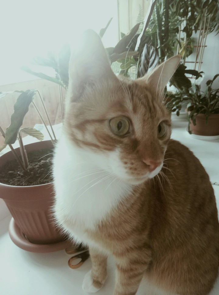Кот