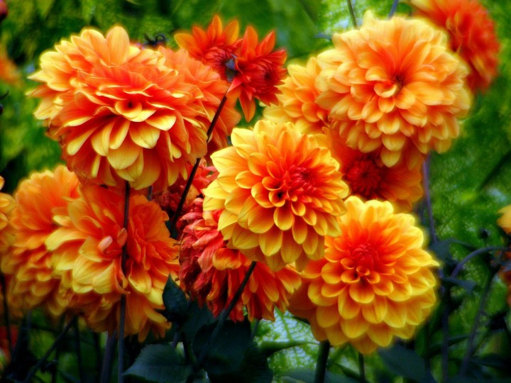 flowers
