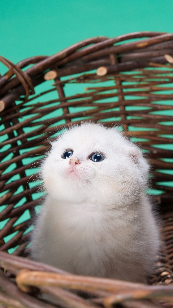 Cute Cat