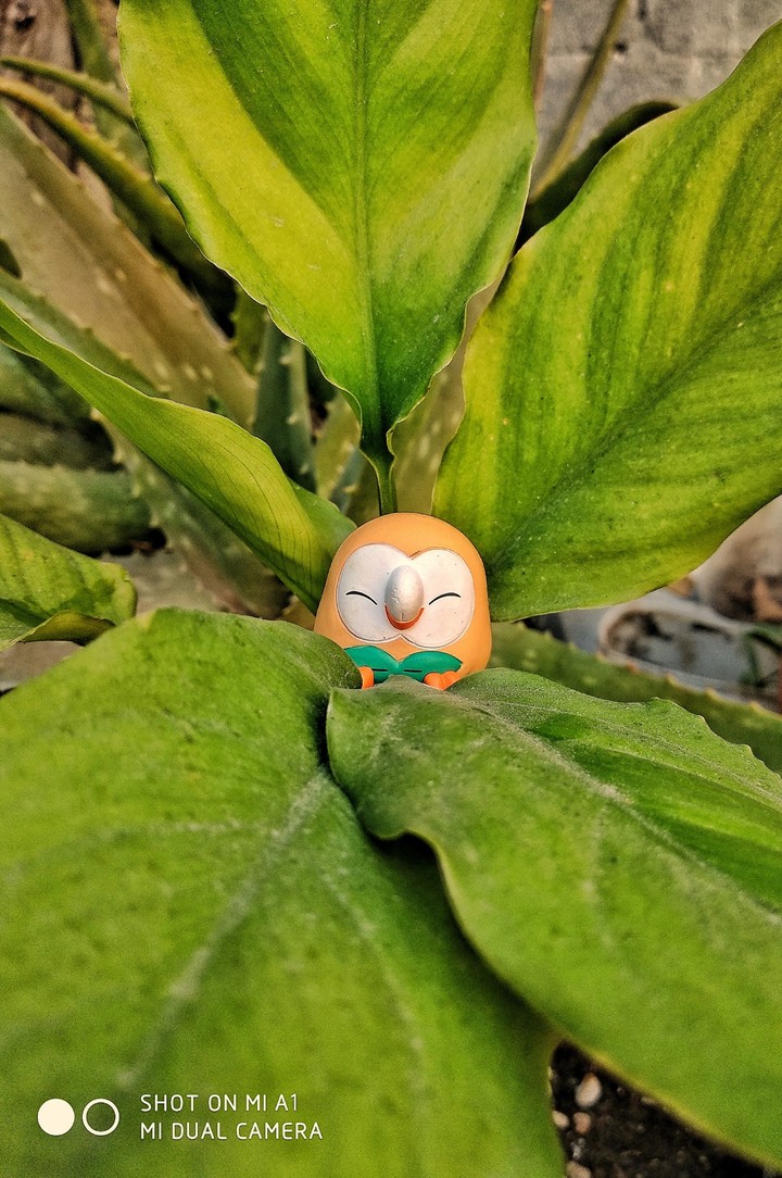 rowlet