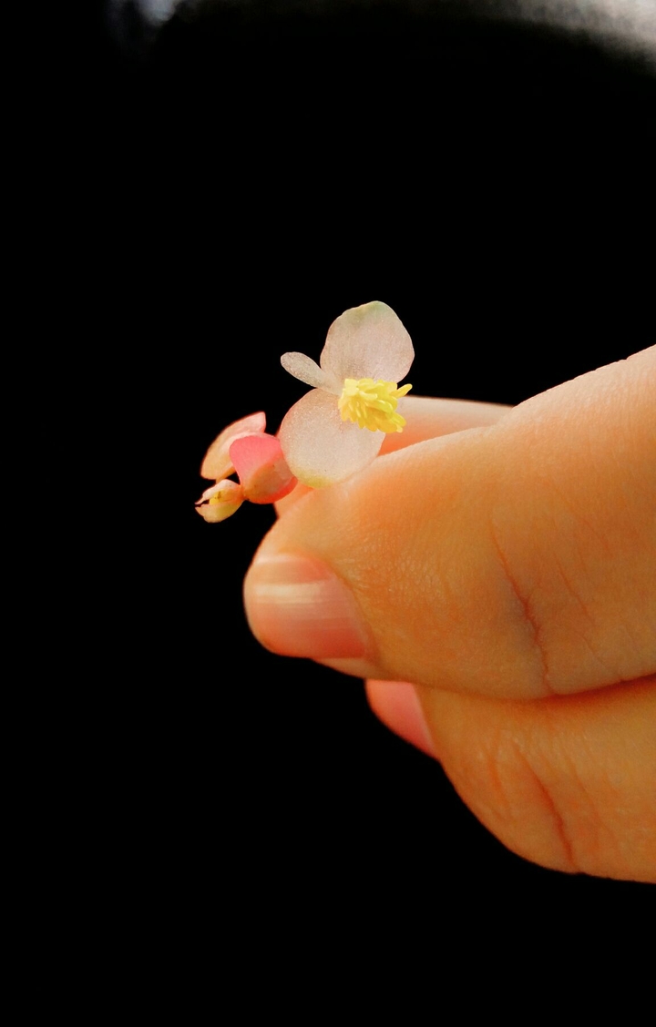 pequena flor