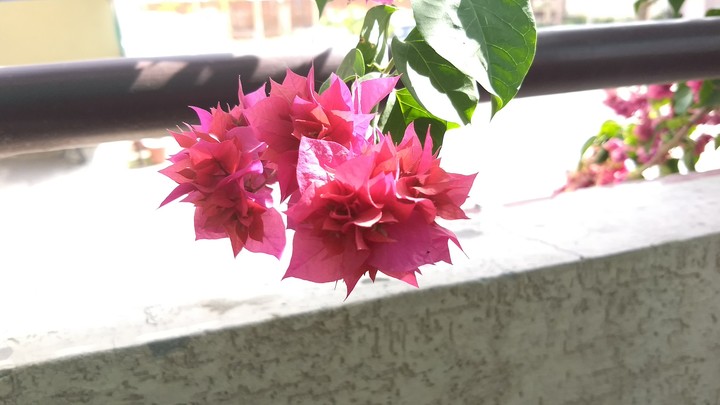 flower