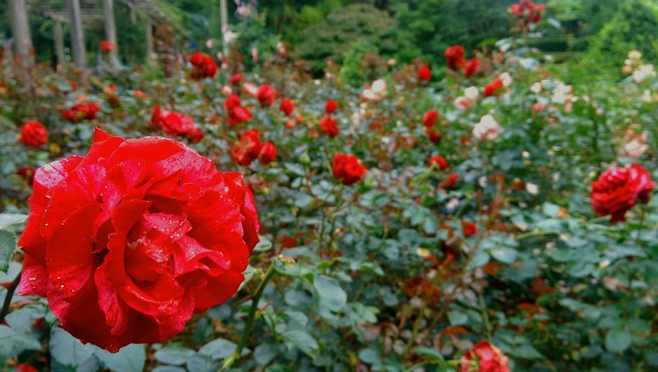 roses